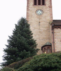 Grüne Zierde für Fischerbachs Kirche