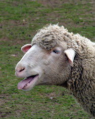 Schafherde aus Notlage gerettet