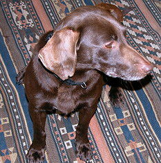 Hündin Sheila sucht ein neues Zuhause