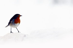 Alleingelassen in einem freien Land.