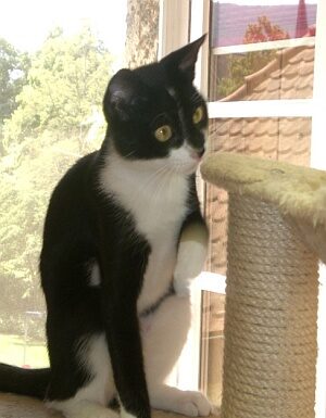 Jin-Jin sucht ein neues Zuhause