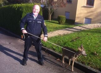 Junger Rehbock findet ein neues Zuhause