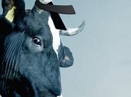 Martin Herrmann gastiert am 15. September in Haslach