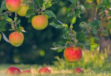 EU-Frostbeihilfe: 2,3 Millionen Euro für Wein- und Obstbau in der Ortenau