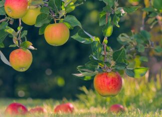 Was tun mit Fallobst aus dem Hausgarten?