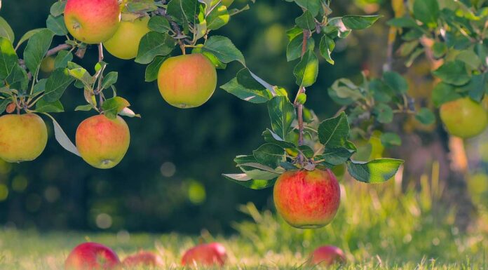 Lehrfahrt des Obstbaurings Mittelbaden ins Elsass