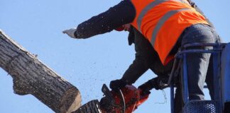 Gehölzrückschnitt an der B 33 bei Gengenbach