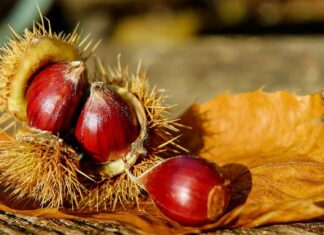 Esskastanien an der B 415: Fällung wegen Pilzbefall
