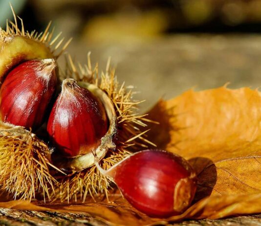 Esskastanien an der B 415: Fällung wegen Pilzbefall