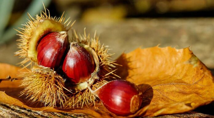 Esskastanien an der B 415: Fällung wegen Pilzbefall