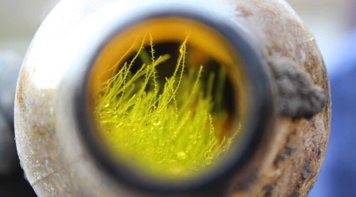 Die siebte Ortenauer Kreisputzete steht in den Startlöchern