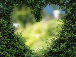 Von Kiwis bis Kräuterduft: Gartenpforten gehen wieder auf