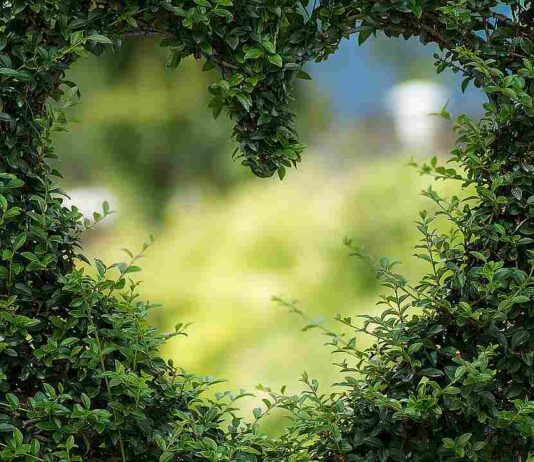 Von Kiwis bis Kräuterduft: Gartenpforten gehen wieder auf