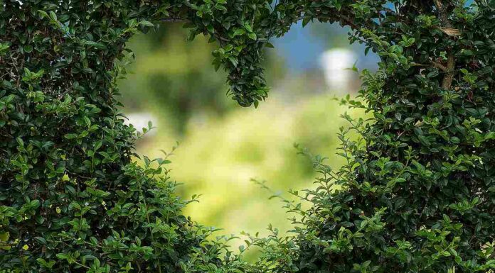 Von Kiwis bis Kräuterduft: Gartenpforten gehen wieder auf