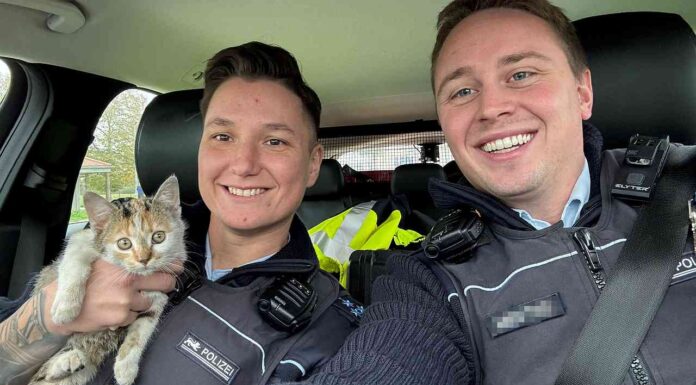 Katze auf der A5 gerettet: Tierheime in Deutschland am Limit