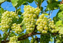 Spätfröste in der Ortenau: EU-Hilfen für geschädigte Obst- und Weinbaubetriebe