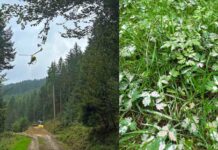 Regenerationsorientierte Bodenschutzkalkung in Wolfach, Oberwolfach abgeschlossen
