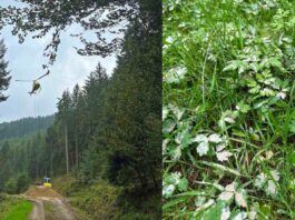Regenerationsorientierte Bodenschutzkalkung in Wolfach, Oberwolfach abgeschlossen