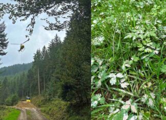 Regenerationsorientierte Bodenschutzkalkung in Wolfach, Oberwolfach abgeschlossen