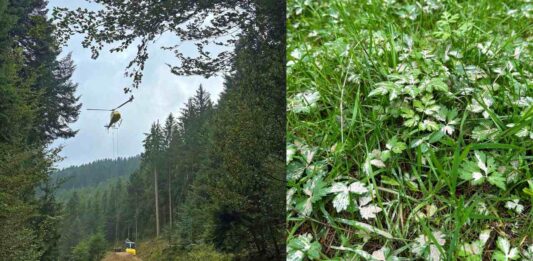 Regenerationsorientierte Bodenschutzkalkung in Wolfach, Oberwolfach abgeschlossen