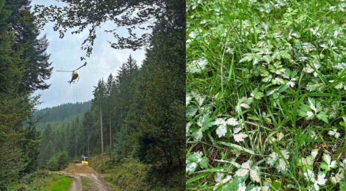 Regenerationsorientierte Bodenschutzkalkung in Wolfach, Oberwolfach abgeschlossen