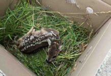 „Fliegende Schutzengel“ – Wie Drohnen Rehkitze in der Ortenau retten