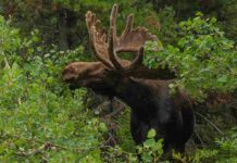 Elch-Abenteuer im Kinzigtal endet sicher: Ausreißer kehrt in Wildpark zurück