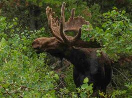Elch-Abenteuer im Kinzigtal endet sicher: Ausreißer kehrt in Wildpark zurück
