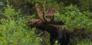 Elch-Abenteuer im Kinzigtal endet sicher: Ausreißer kehrt in Wildpark zurück