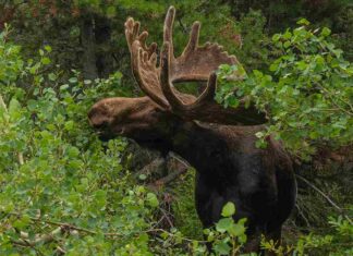 Elch-Abenteuer im Kinzigtal endet sicher: Ausreißer kehrt in Wildpark zurück