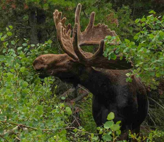 Elch-Abenteuer im Kinzigtal endet sicher: Ausreißer kehrt in Wildpark zurück
