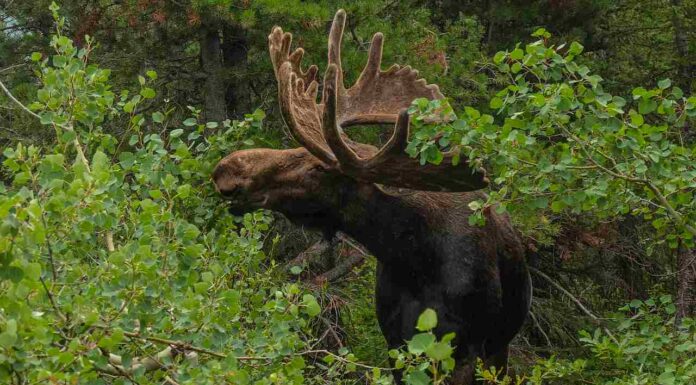 Elch-Abenteuer im Kinzigtal endet sicher: Ausreißer kehrt in Wildpark zurück