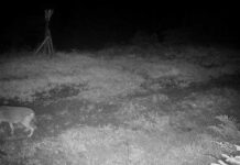 Wildkamera dokumentiert ersten Goldschakal im Ortenaukreis