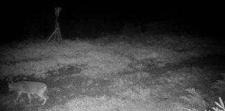 Wildkamera dokumentiert ersten Goldschakal im Ortenaukreis