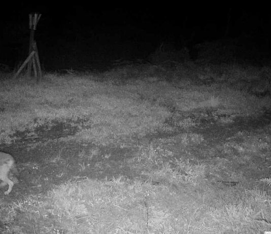Wildkamera dokumentiert ersten Goldschakal im Ortenaukreis