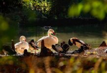 Vogelgrippe im Elsass: Ortenaukreis richtet Überwachungszone ein