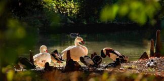 Vogelgrippe im Elsass: Ortenaukreis richtet Überwachungszone ein