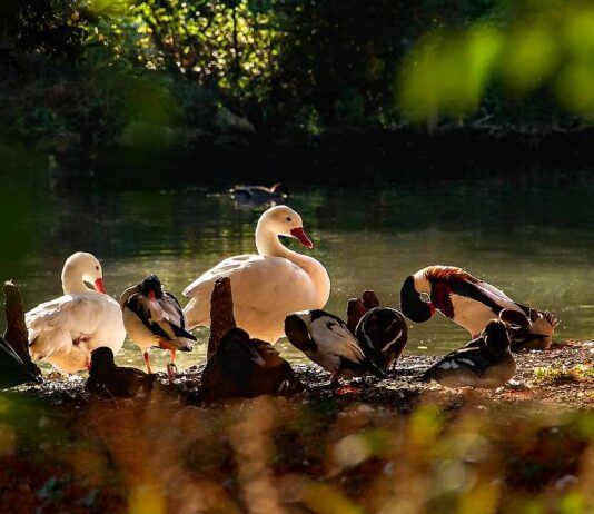 Vogelgrippe im Elsass: Ortenaukreis richtet Überwachungszone ein