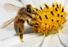 Infoveranstaltung „Asiatische Hornisse – Umgang mit Invasiven Arten“