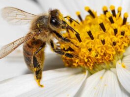 Infoveranstaltung „Asiatische Hornisse – Umgang mit Invasiven Arten“