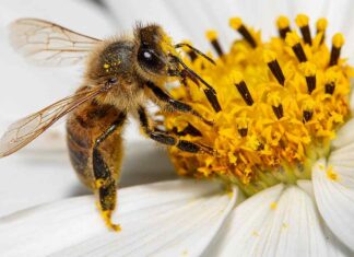Infoveranstaltung „Asiatische Hornisse – Umgang mit Invasiven Arten“