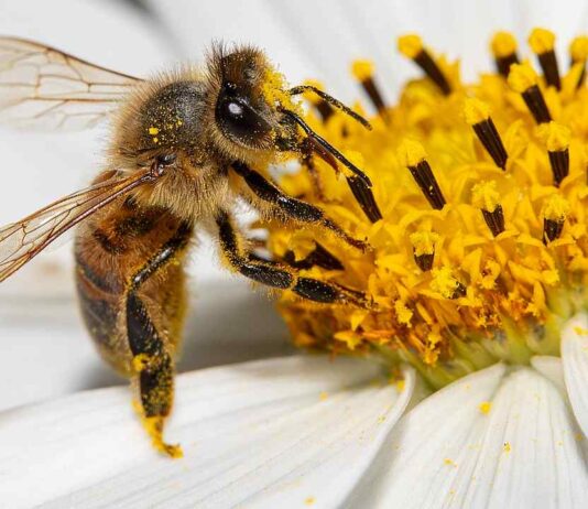 Infoveranstaltung „Asiatische Hornisse – Umgang mit Invasiven Arten“