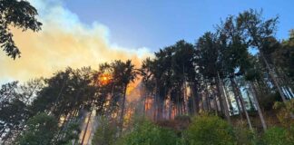 Mehr als 600 Helfer im Einsatz: Waldbrände weitgehend eingedämmt